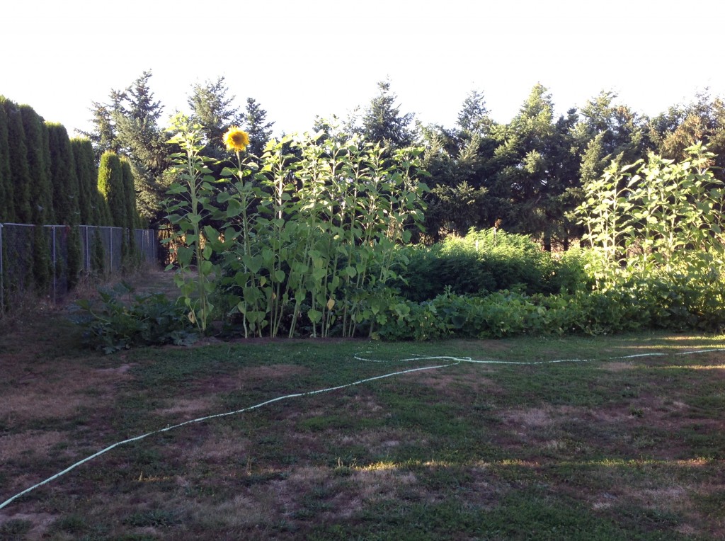 Aug sun flowers