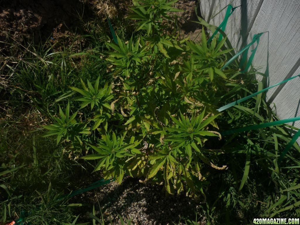 Aug_13th_Second_Female_Seed_Early_Flowering