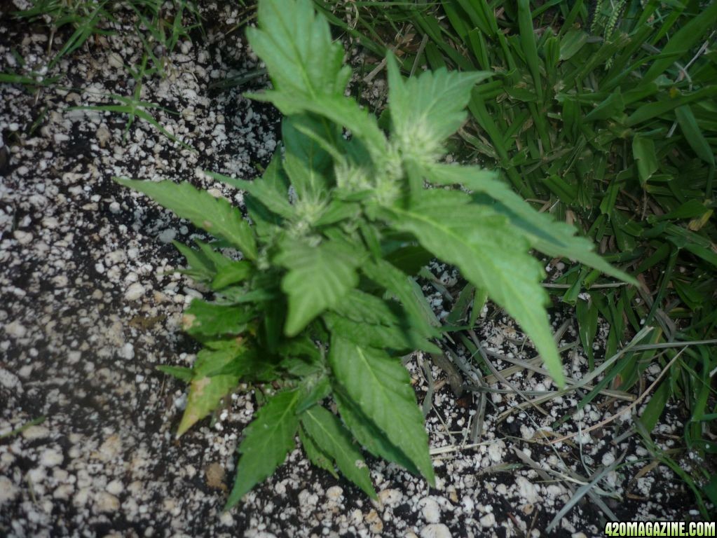 Aug_22nd_Baby_Clone