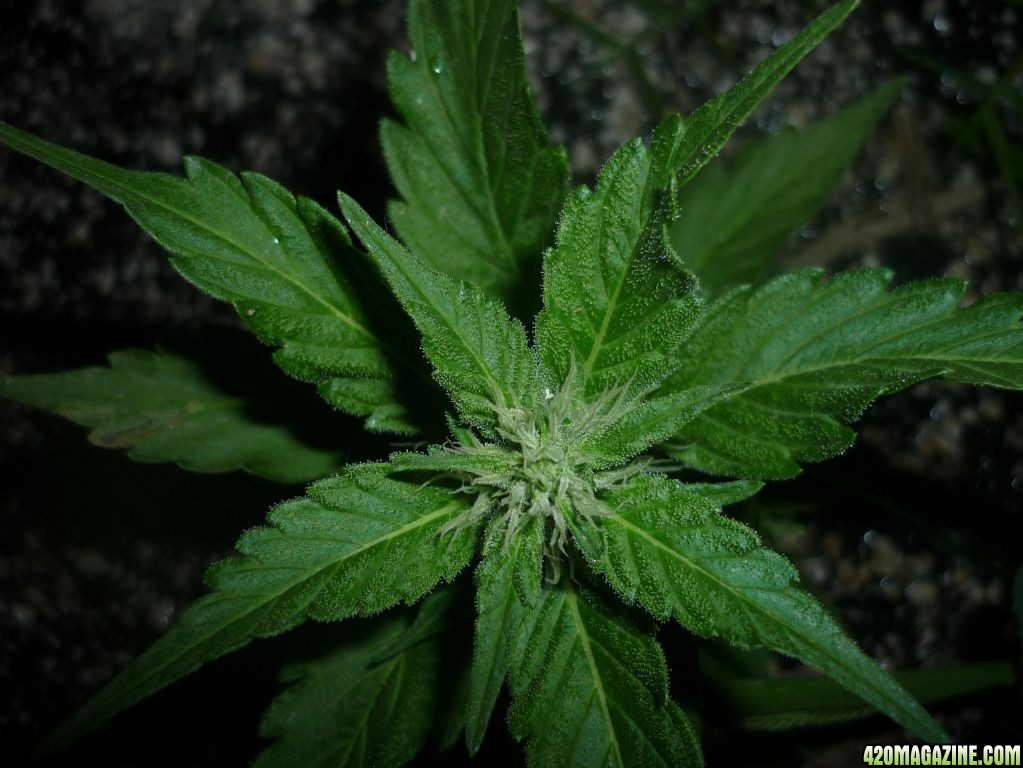 Aug_29th_Baby_BW_Clone_Close_UP