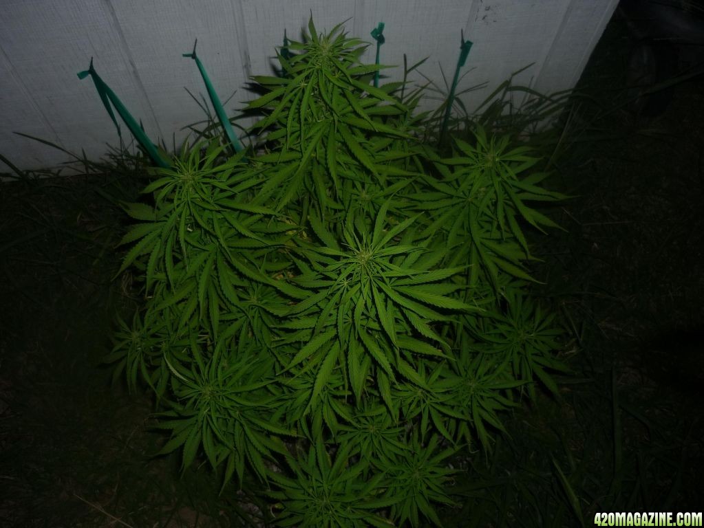 Aug_29th_Big_Seed_Plant