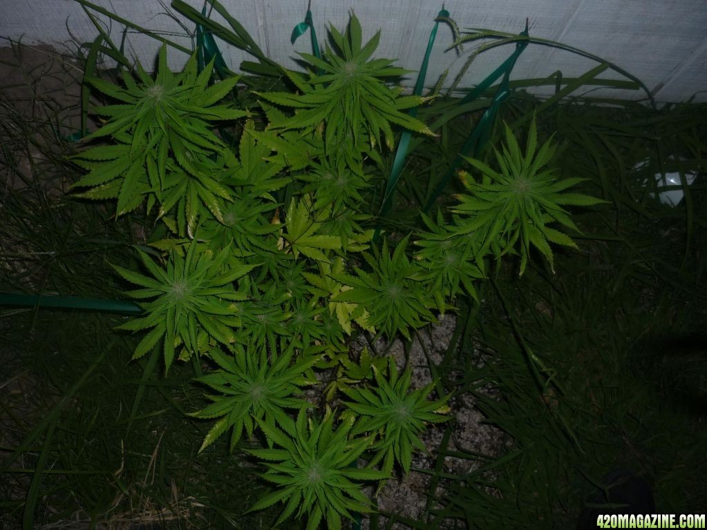 Aug_29th_Smaller_Seed_Plant