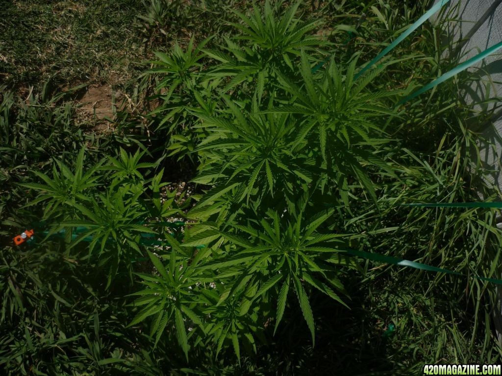 Aug_6th_Biggest_B_Seed