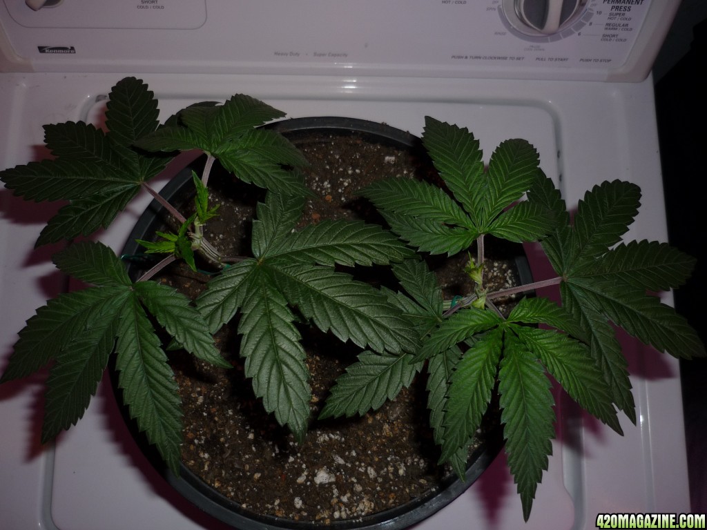 August 31st Day 34 Kosher Kush Sharksbreath