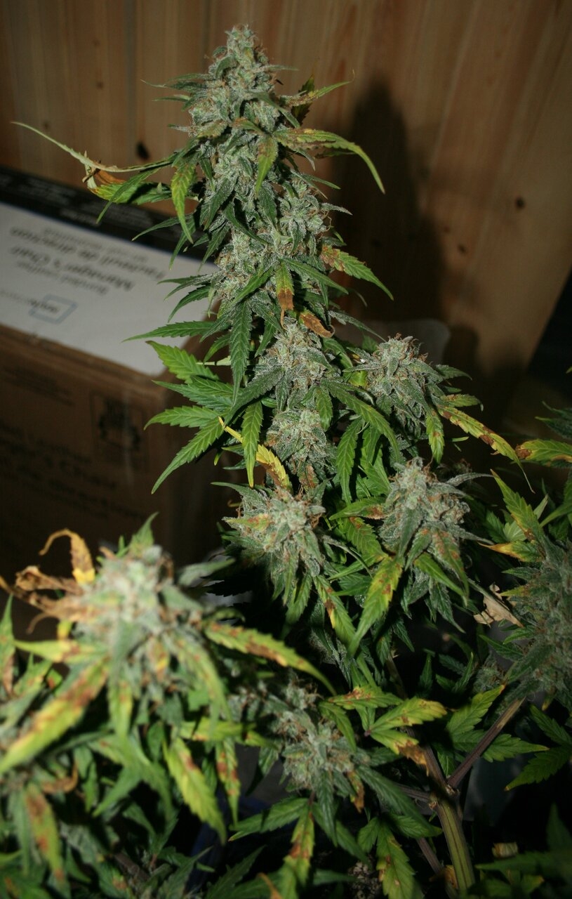 Aurora Borealis Auto Plant 1 Buds