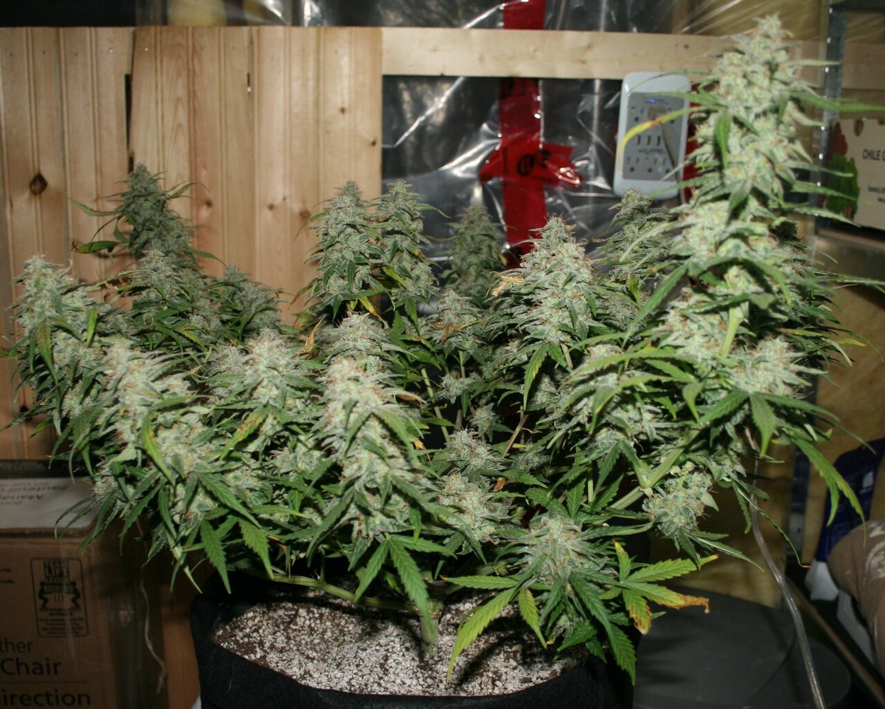 Aurora Borealis Auto Plant 1 Pre-Harvest