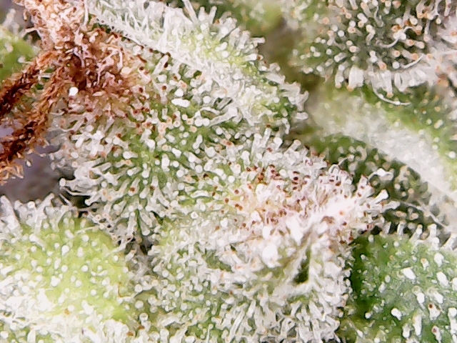 Aurora Indica 2020 (2).jpg