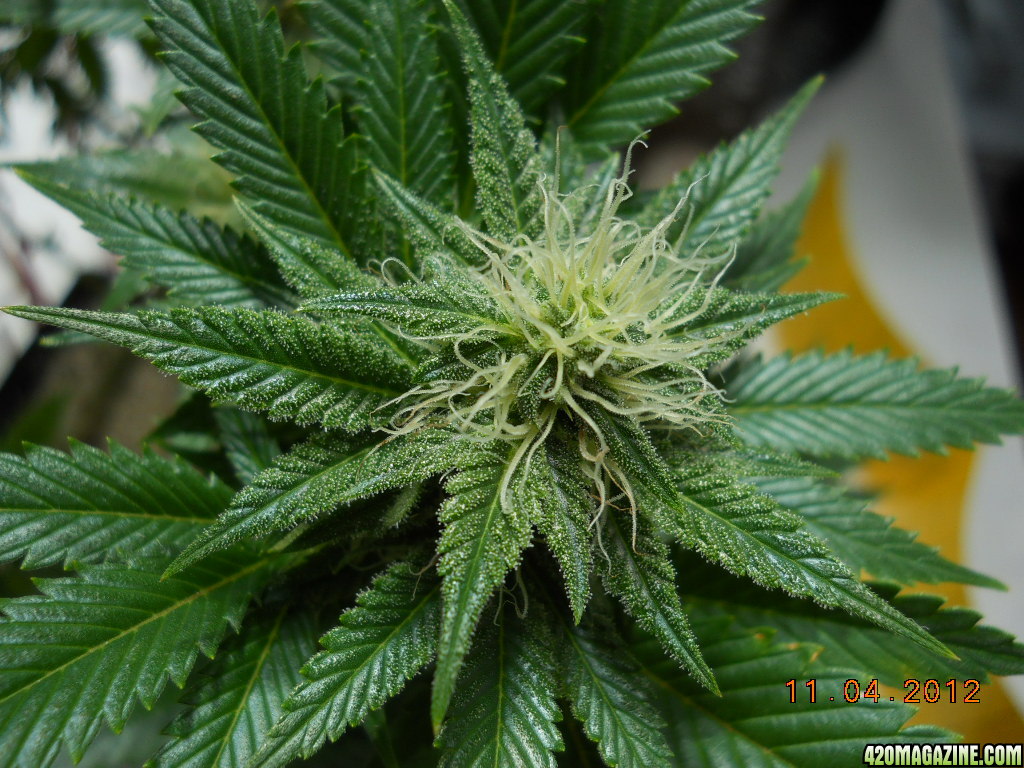 Aurora Indica 28 days flower