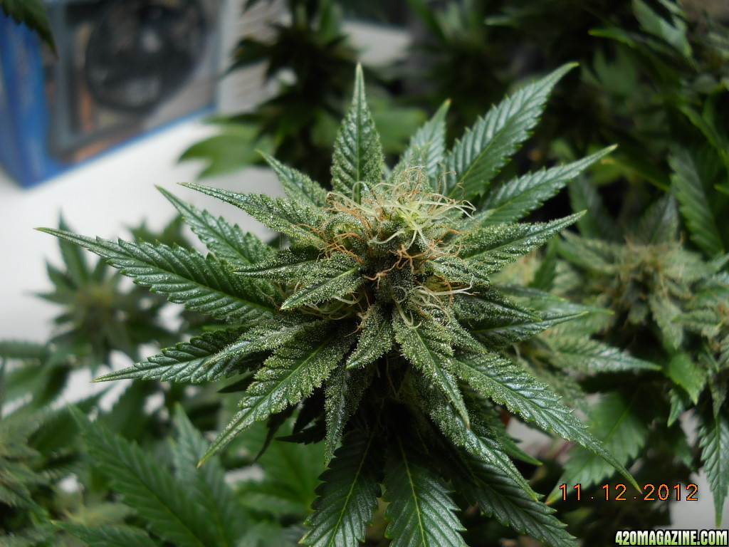 Aurora Indica 28 days flower