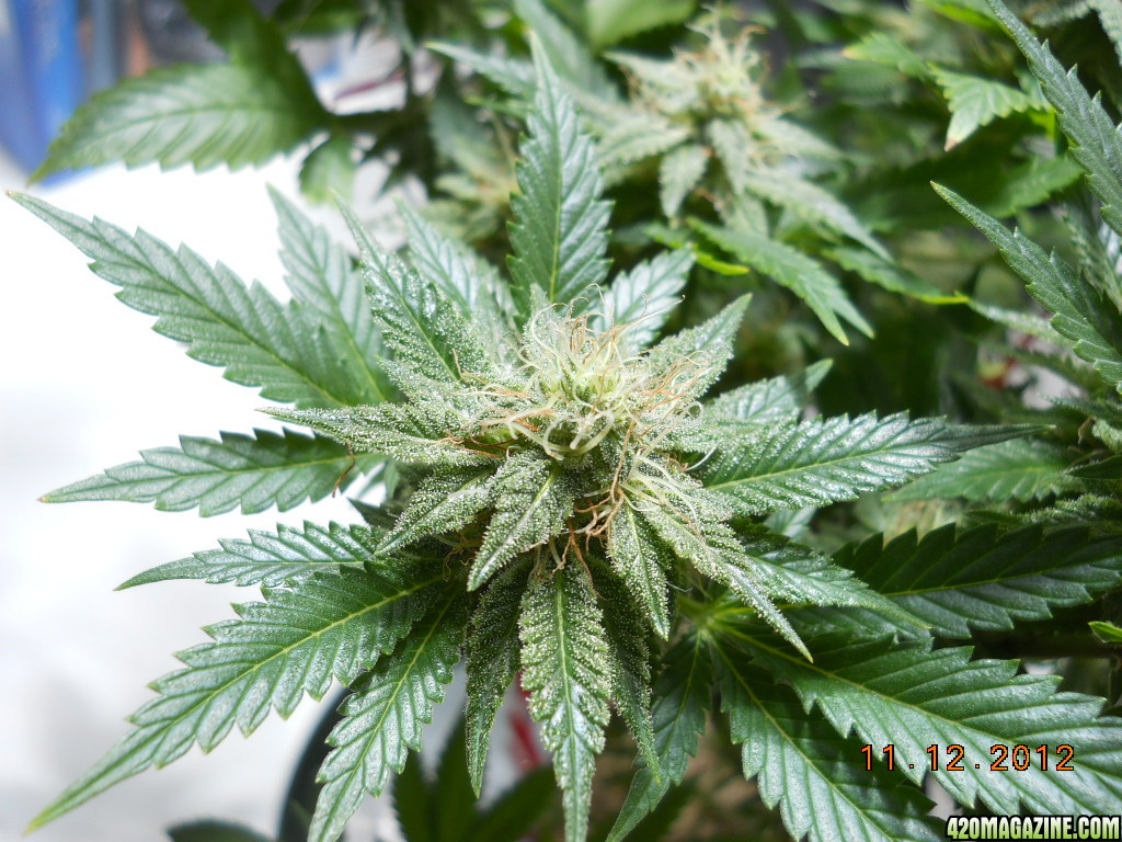 Aurora Indica 28 days flower