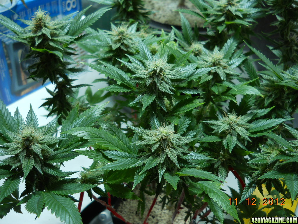 Aurora Indica 28 days flower