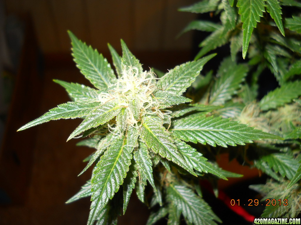 Aurora Indica 34 days of 12/12