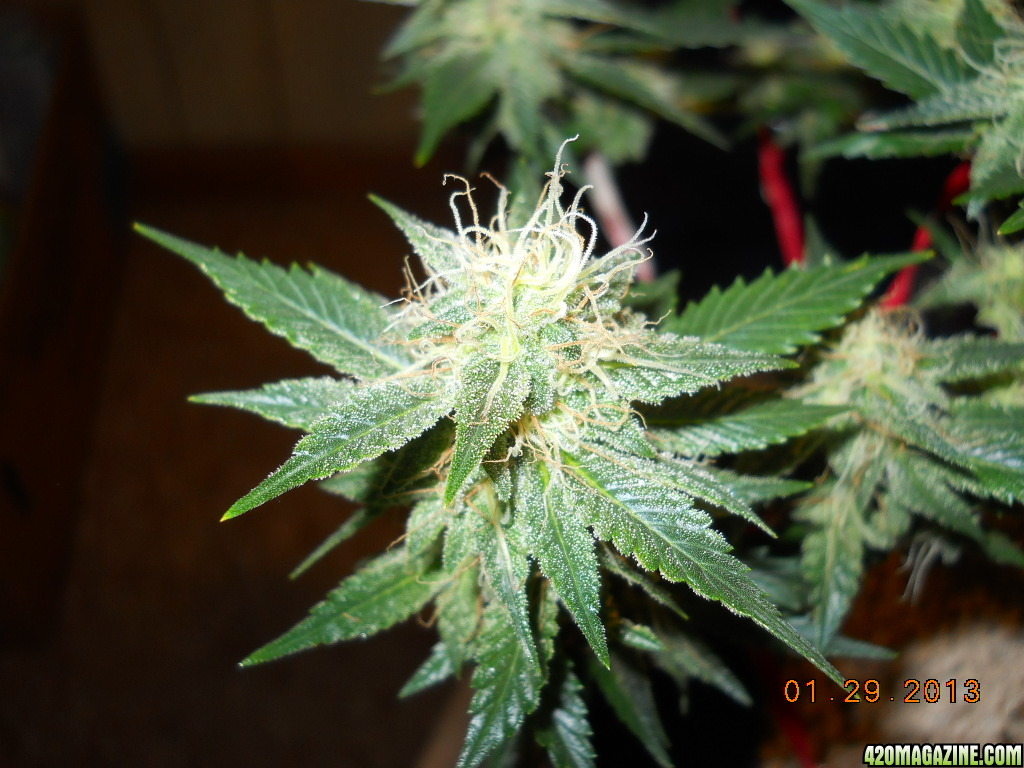 Aurora Indica 34 days of 12/12