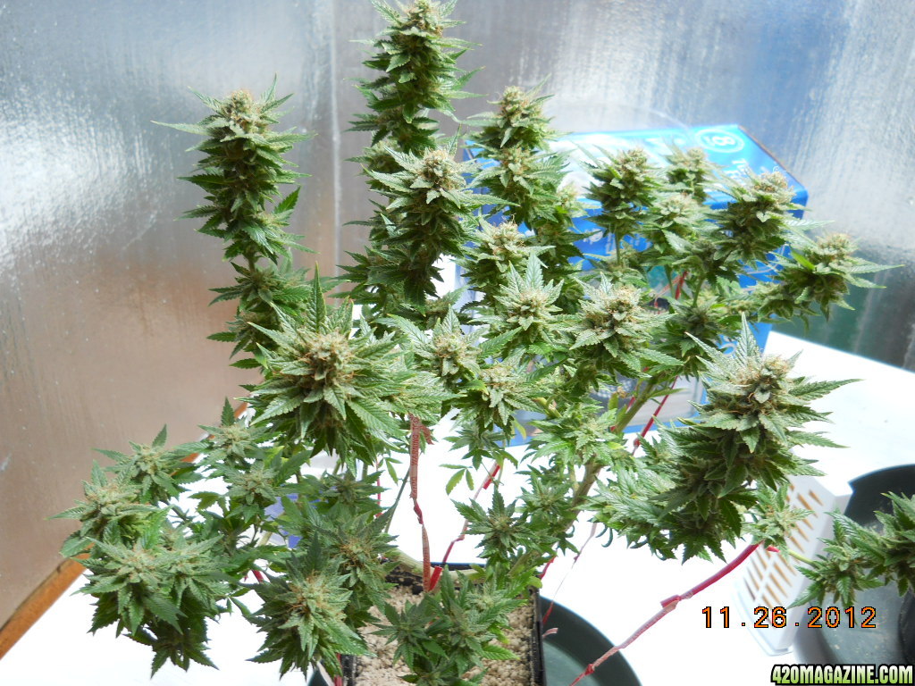 Aurora Indica 44 days flower