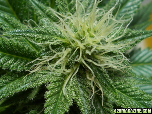 Aurora Indica close up 28 days