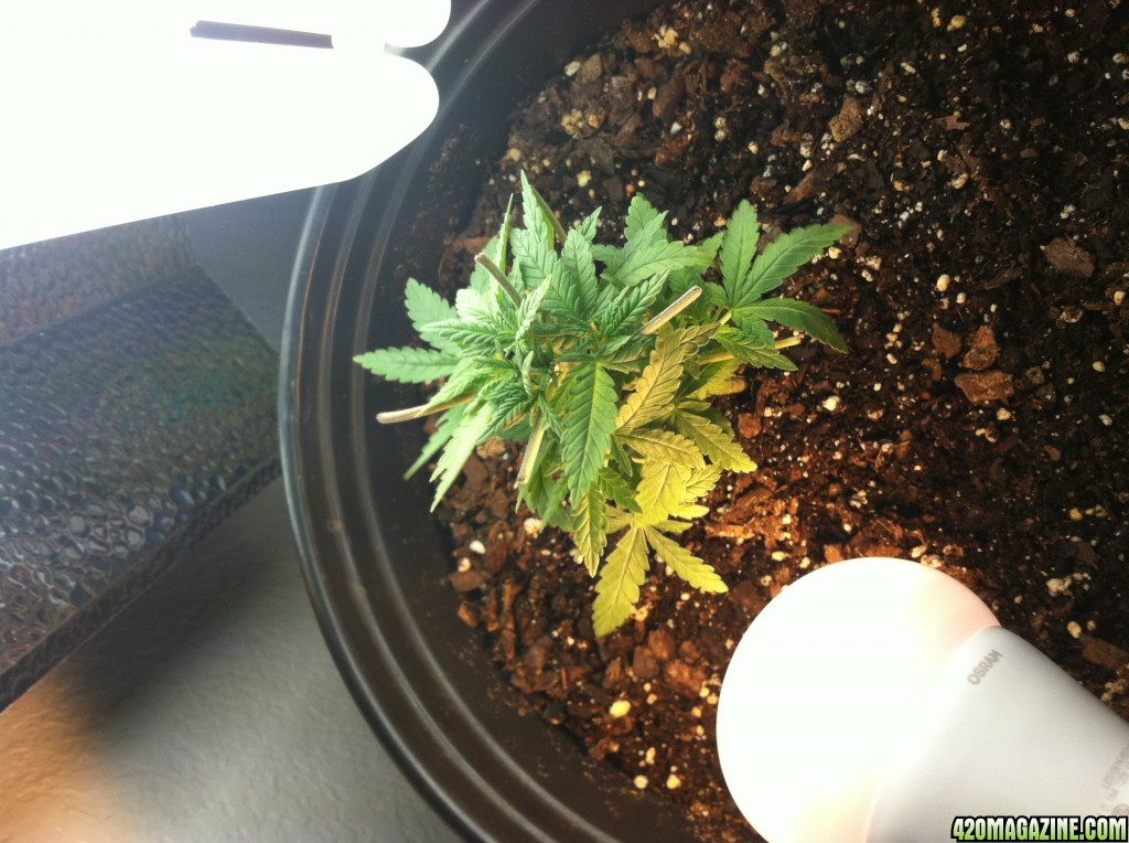 Aurora Indica Feminized 4 Weeks Old