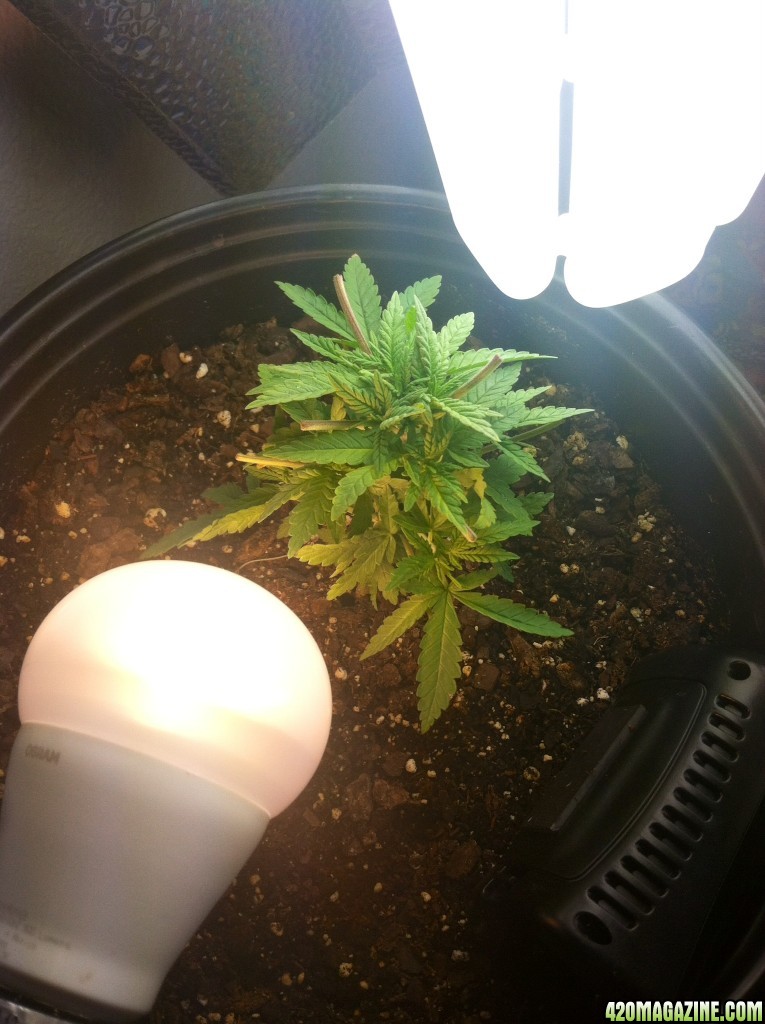 Aurora Indica Feminized 4 Weeks Old