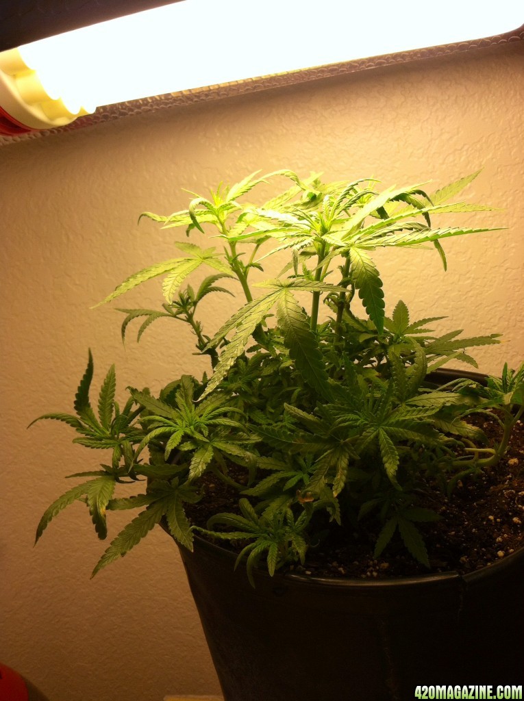 Aurora Indica Feminized 9 Weeks Old