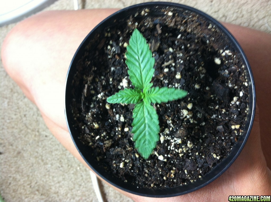 Aurora Indica Feminized Seedling - 1 Month