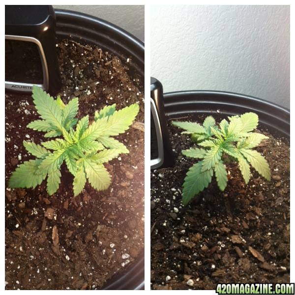 Aurora Indica Feminized Seedling - 1 Month