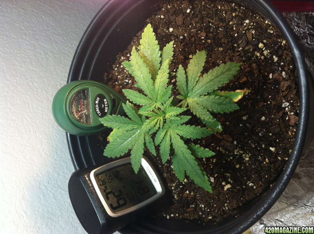 Aurora Indica Feminized Seedling - 1 Month