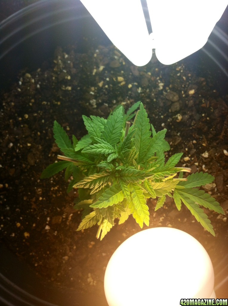 Aurora Indica Feminized