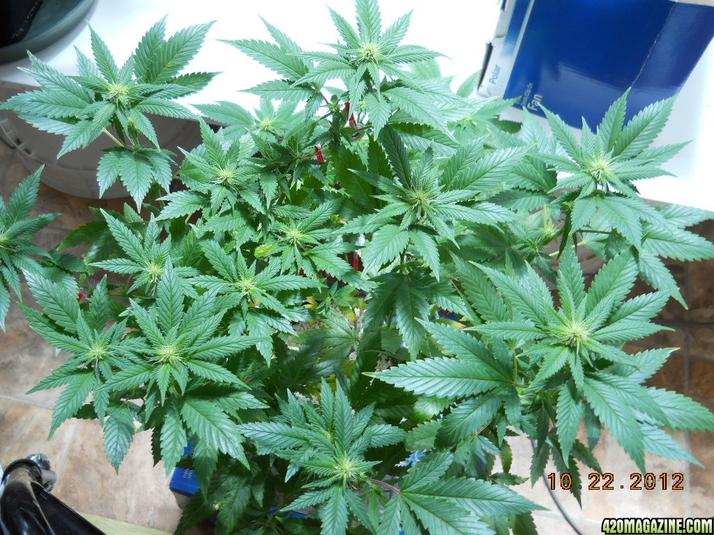 Aurora Indica - flowering day 9