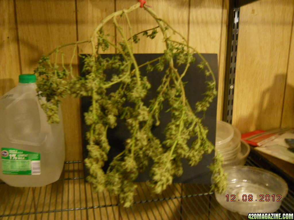 Aurora Indica hanging