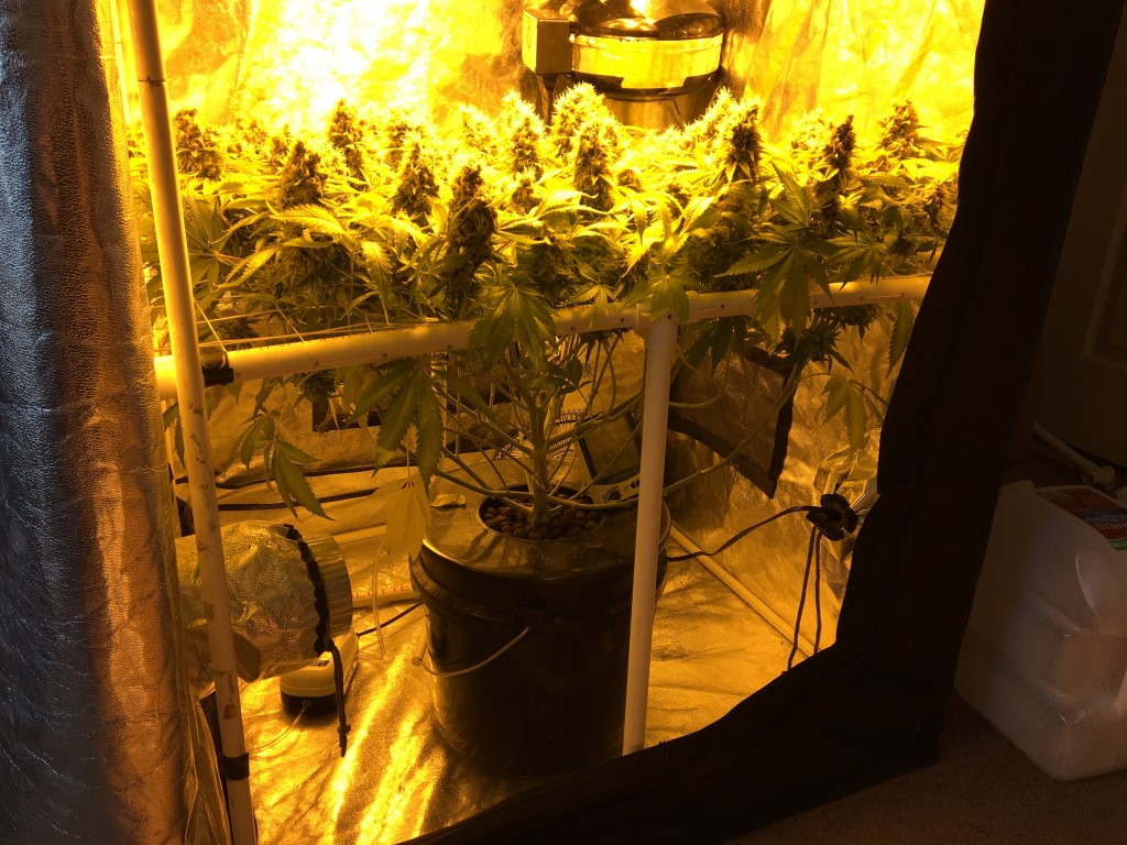 Aurora Indica - scrog wk 10