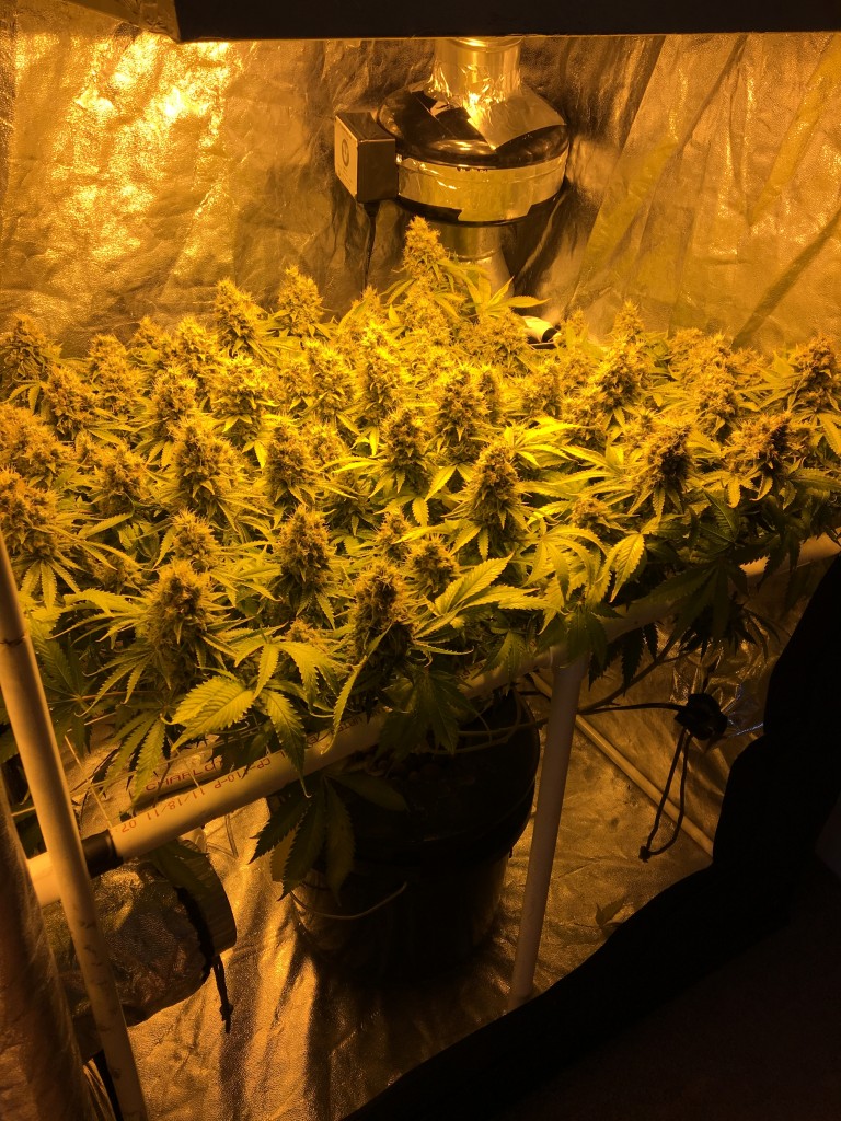 Aurora Indica - scrog wk 10