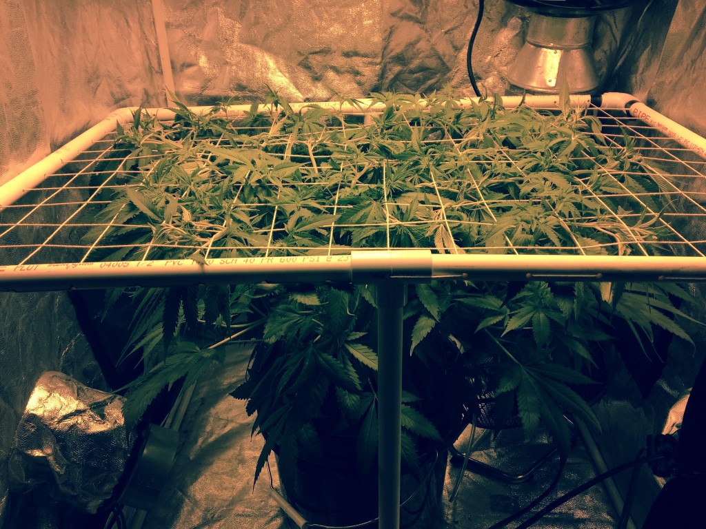 Aurora Indica - scrog