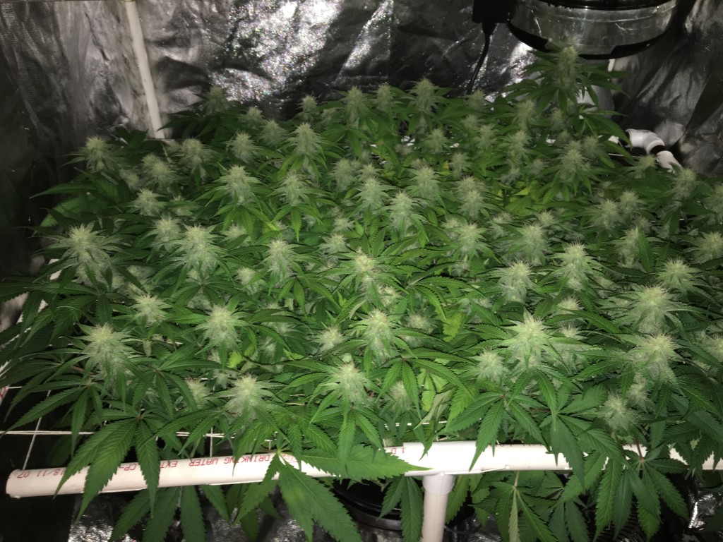 Aurora Indica - scrog