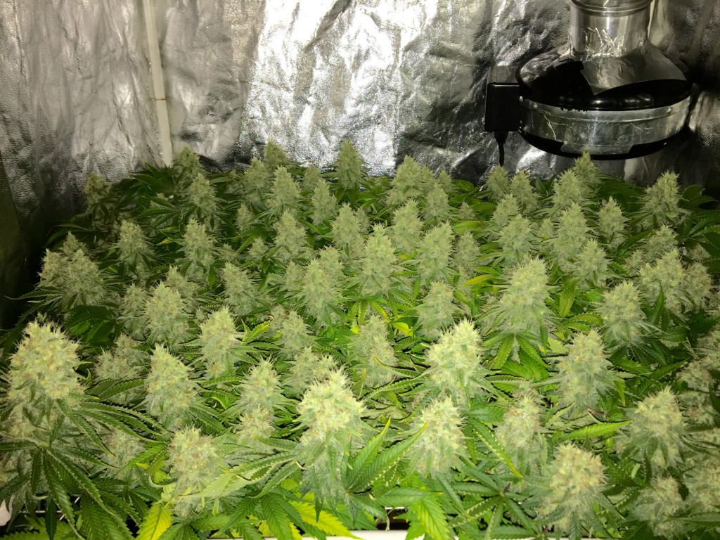 Aurora Indica - scrog