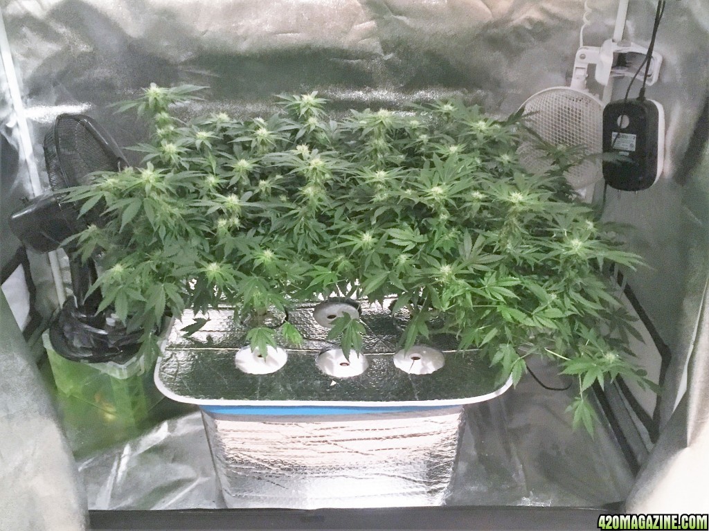 Aurora Indica Week 10 Flowering Day 33