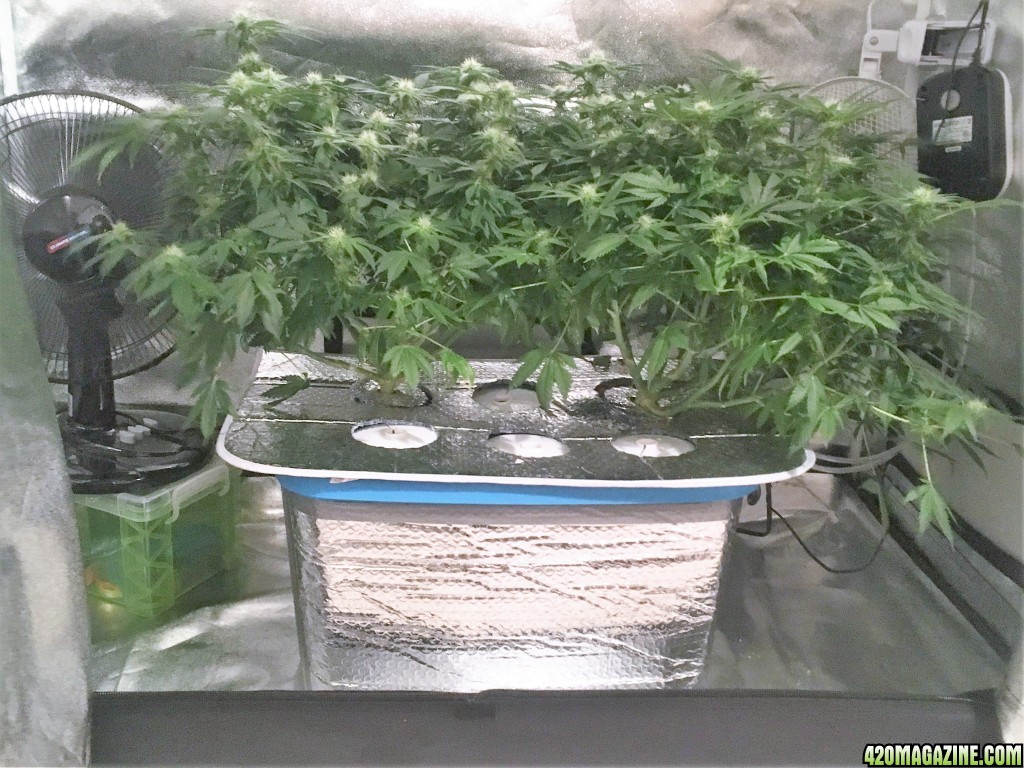 Aurora Indica Week 10 Flowering Day 33