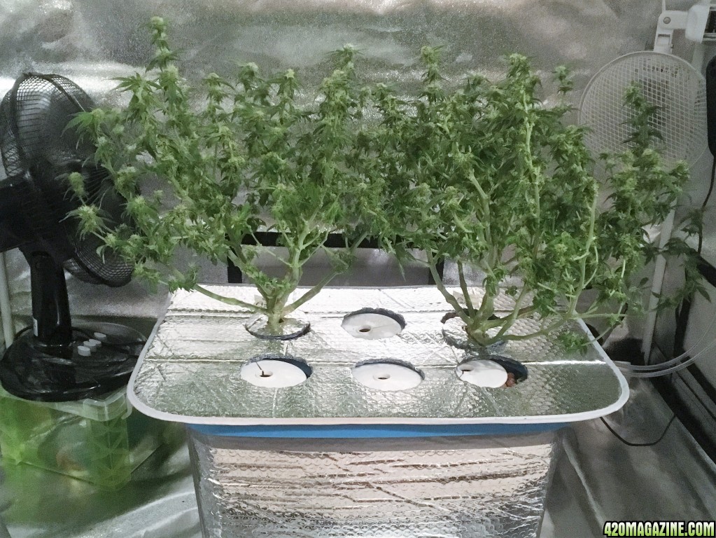 Aurora Indica Week 10 Flowering Day 33