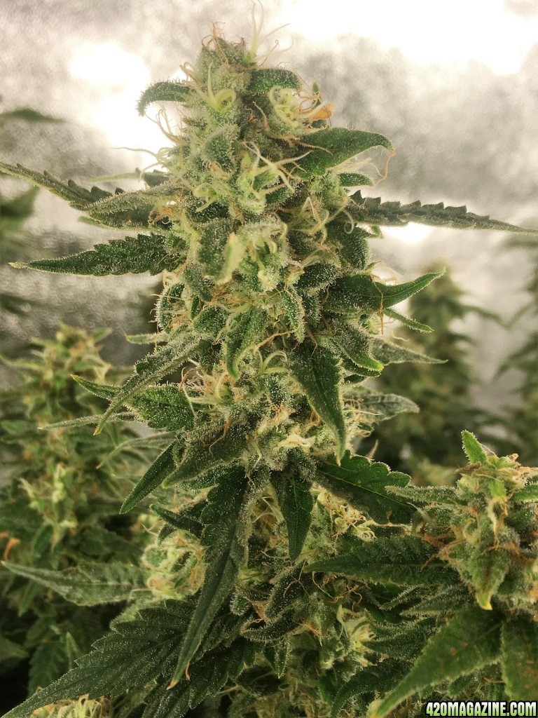 Aurora Indica Week 13 Flowering Day 59