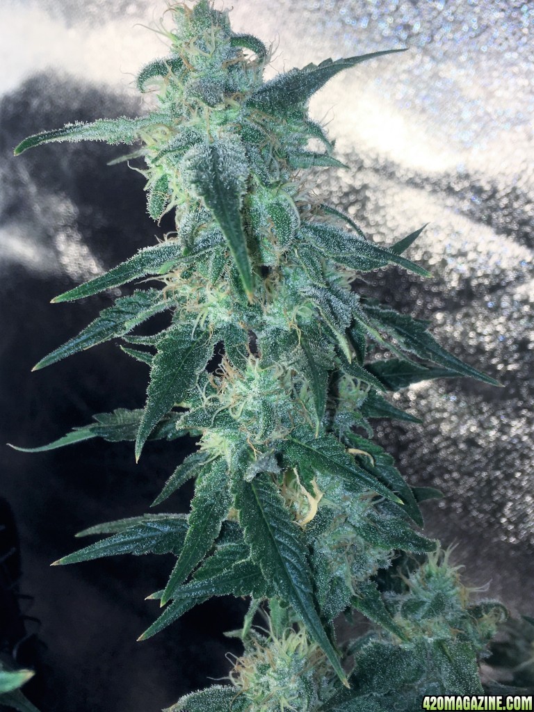 Aurora Indica Week 13 Flowering Day 59