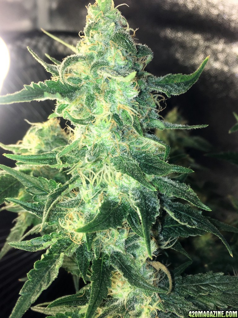 Aurora Indica Week 13 Flowering Day 59