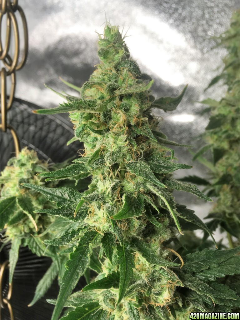 Aurora Indica Week 14 Flowering Day 66