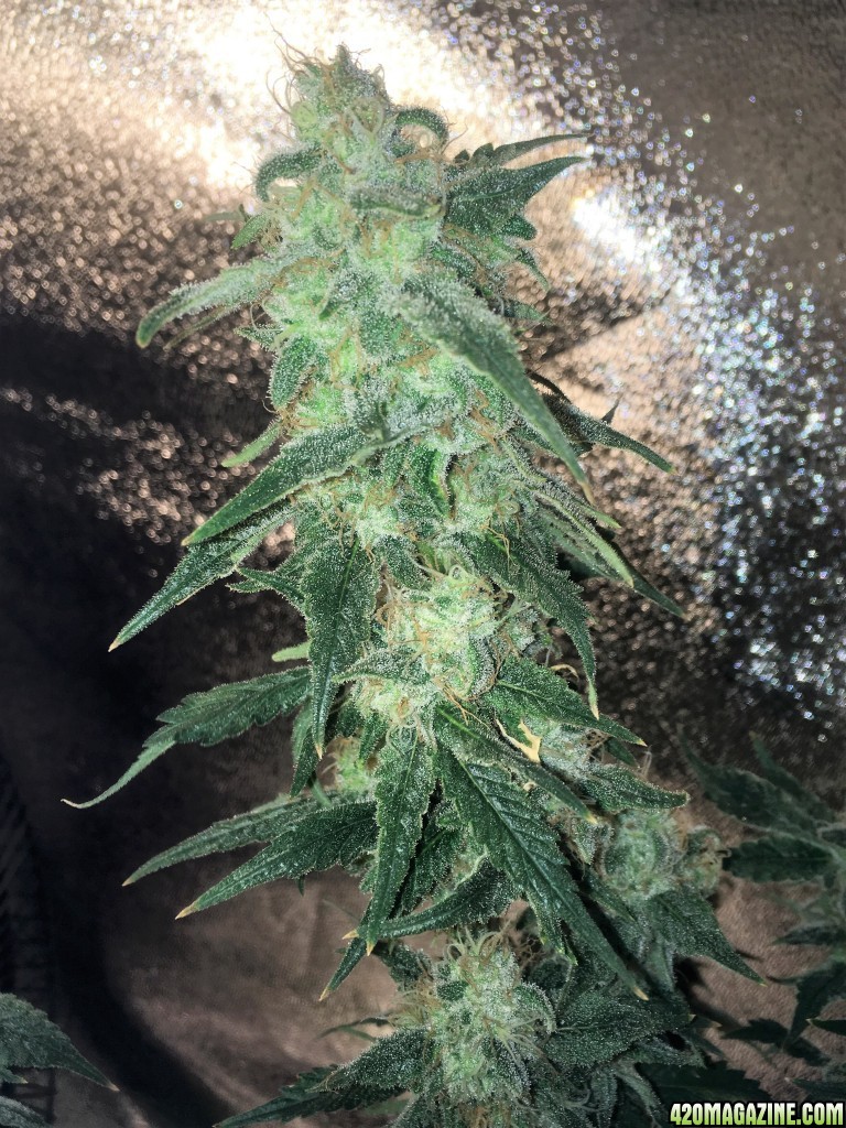 Aurora Indica Week 14 Flowering Day 66