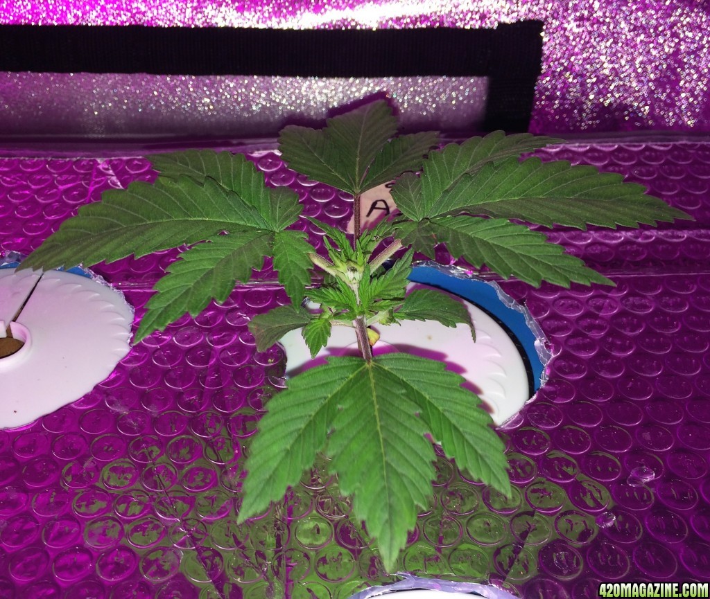 Aurora Indica Week 3