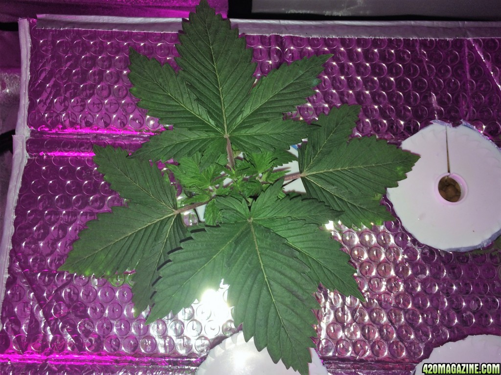 Aurora Indica Week 3