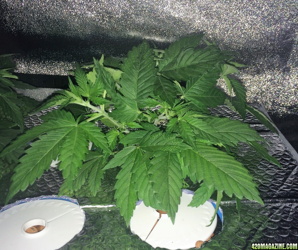 Aurora Indica Week 4