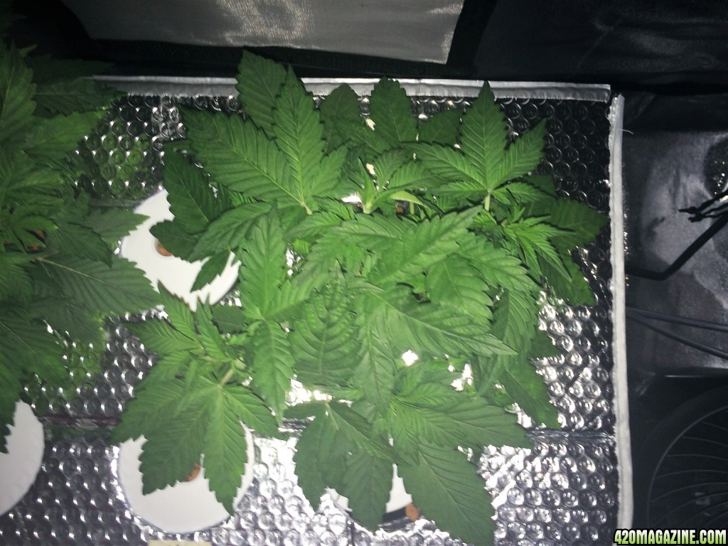 Aurora Indica Week 4