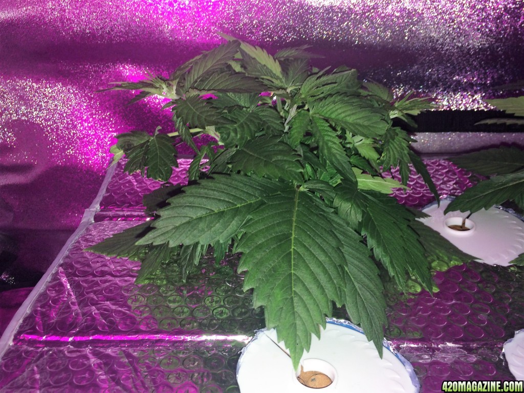 Aurora Indica Week 4