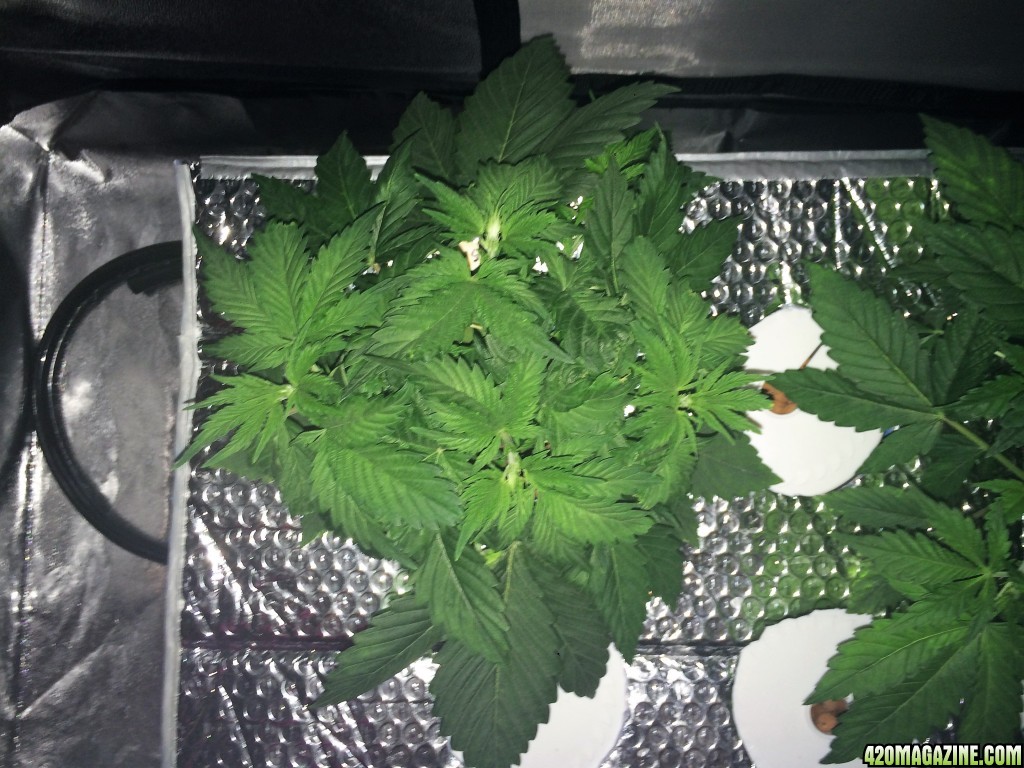 Aurora Indica Week 4