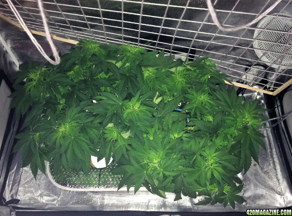 Aurora Indica Week 7 Flowering Day 11