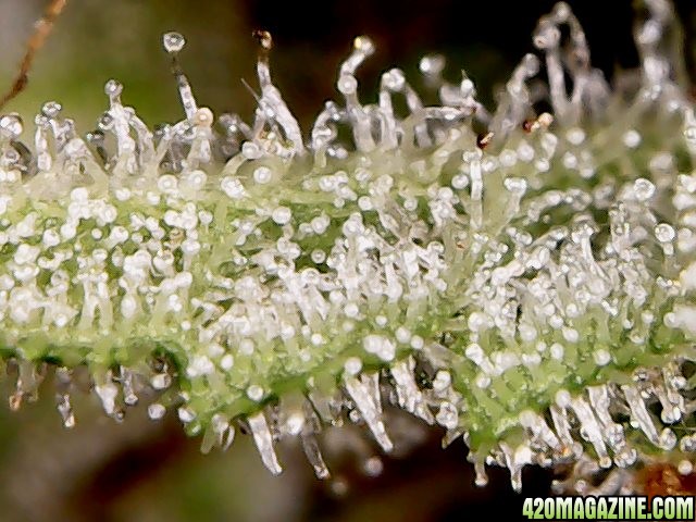 Aurora Indica - WK 10 trichomes