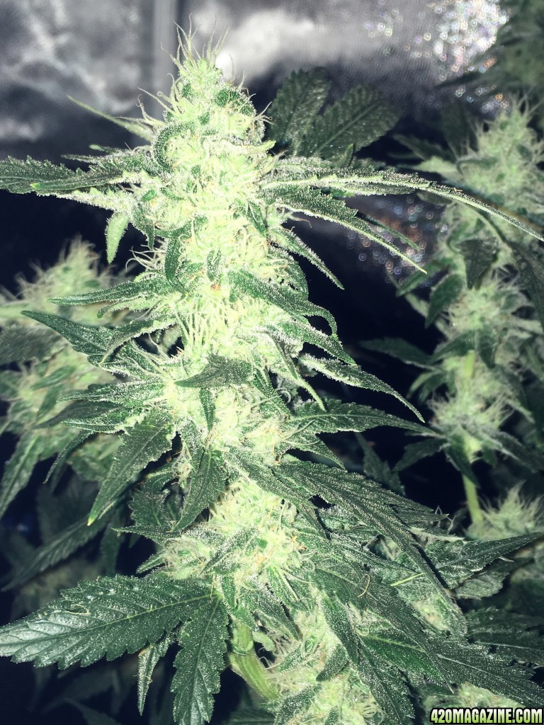 Aurora Indica WK12 Flowering Day 49